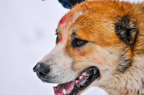 Köpek dövüşü