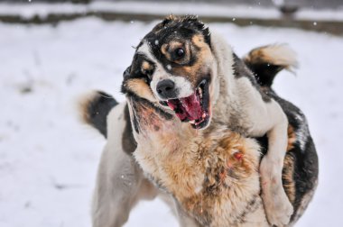 Köpek dövüşü