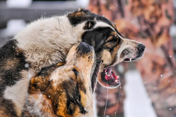 Köpek dövüşü