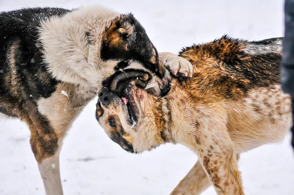 Köpek dövüşü