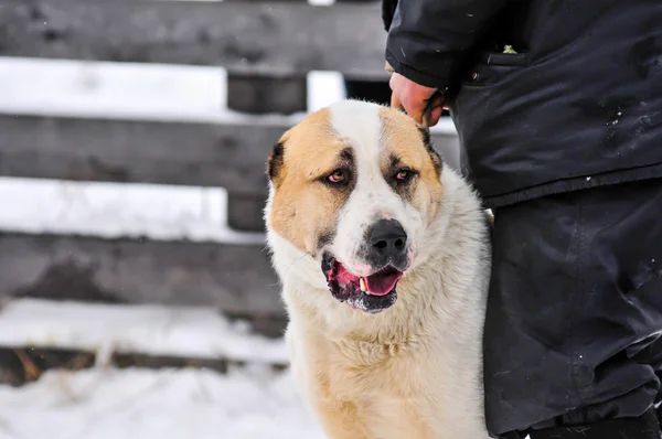 Köpek dövüşü