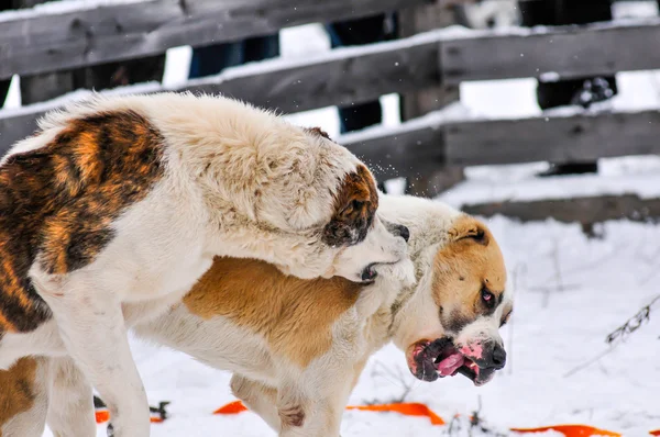 Köpek dövüşü
