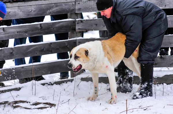 Köpek dövüşü