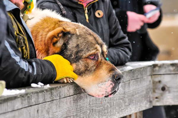 Köpek dövüşü