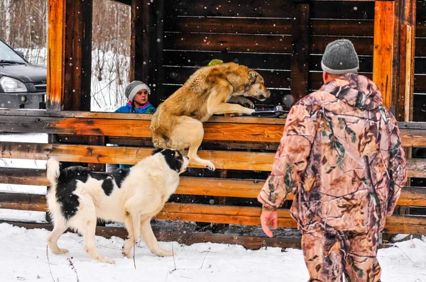 Hundekämpfe — Stockfoto