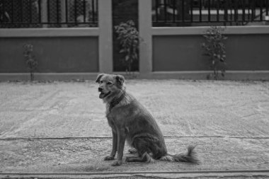 Köpek sadece yürümeyi bekliyor.