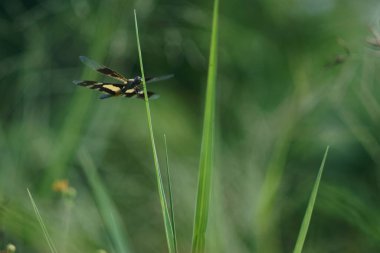 Yeşil çimlerin üzerindeki yusufçuk.