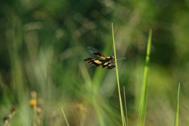 Yeşil çimlerin üzerindeki yusufçuk.