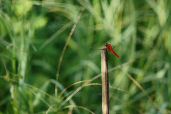 Die Rote Libelle Auf Dem Grünen Gras — Stockfoto