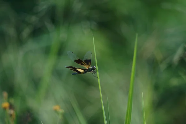 Die Libelle Auf Dem Grünen Gras — Stockfoto
