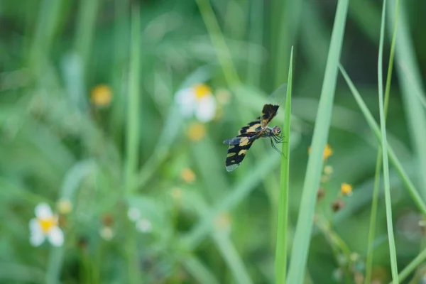 Die Libelle Auf Dem Grünen Gras — Stockfoto