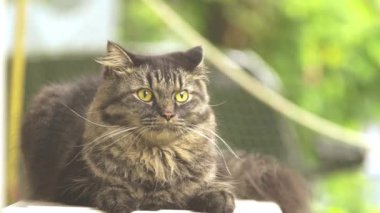 Kedi yağmurda dışarıda.