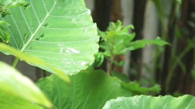 Yağmur mevsiminde genellikle bütün gün yağmur yağar..