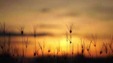 Sabah gün doğumuyla çayır