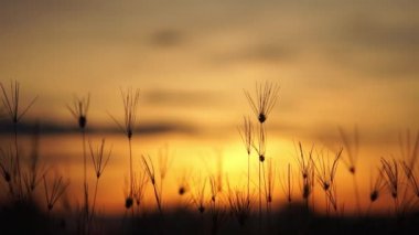 Sabah gün doğumuyla çayır