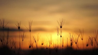 Sabah gün doğumuyla çayır