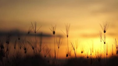 Sabah gün doğumuyla çayır