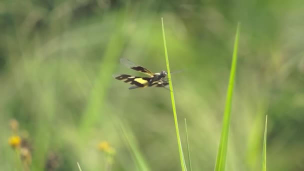 Libelle Fliegt Auf Dem Windigen Grünen Gras — Stockvideo