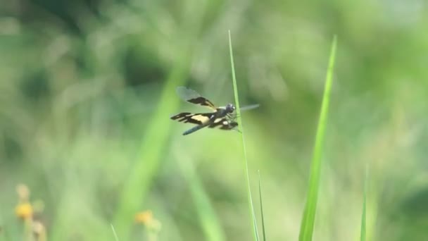 Libelle Fliegt Auf Dem Windigen Grünen Gras — Stockvideo