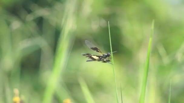 Libelle Fliegt Auf Dem Windigen Grünen Gras — Stockvideo