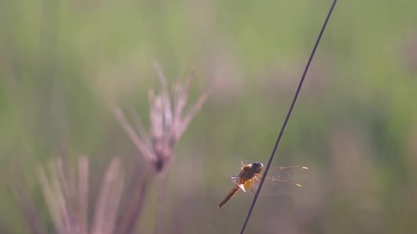 Sabah Yeşil Çimenlikteki Böcekler — Stok video