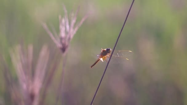 Insekten Morgen Auf Grünem Gras — Stockvideo