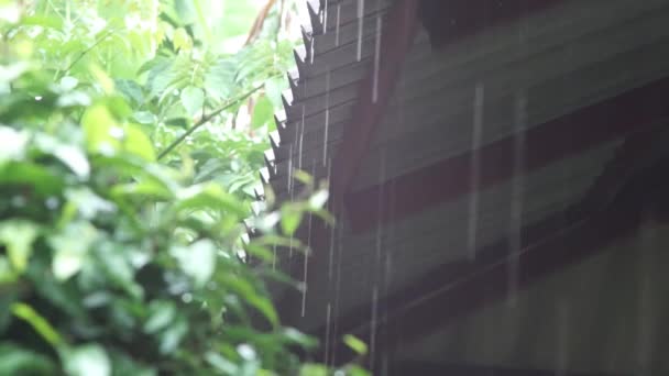 Der Regenzeit Regnet Normalerweise Den Ganzen Tag — Stockvideo