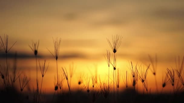 Prairie Avec Lever Soleil Matin — Video