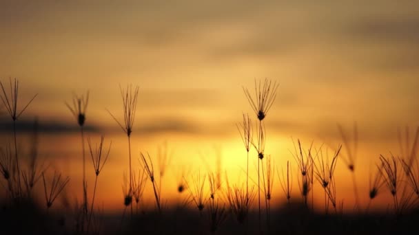 朝の日の出と共に草原 — ストック動画