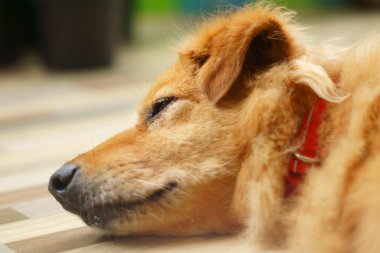 Bir köpeğin portresi.