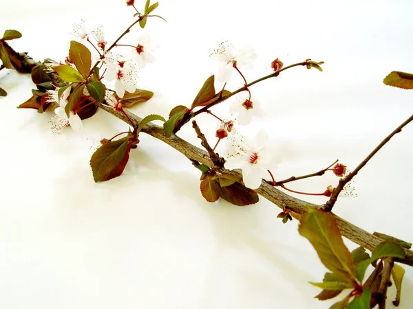 Oddział wiśni z kwiatu — Zdjęcie stockowe