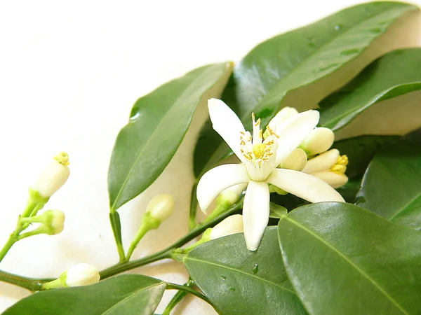 Blossoming branch of orange — Stock Photo, Image