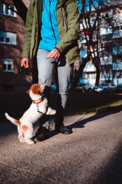 Jack Russell Terrier köpek yavrusu şehir merkezinde yürürken sahibinden atıştırmalık ödülü alıyor. Hayvan eğitmeninin etrafında hoplayıp zıplayan sevimli bir köpek.. 