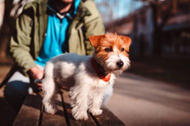 Sevimli Jack Russell Terrier köpeği sahibiyle dışarıda güneşin tadını çıkarıyor. Parktaki bankta duran sevimli köpecik tuhaf bakıyor.. 