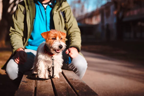 Sevimli Jack Russell Terrier köpeği sahibiyle dışarıda güneşin tadını çıkarıyor. Parktaki bankta duran sevimli köpecik tuhaf bakıyor.. 
