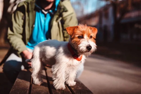 Sevimli Jack Russell Terrier köpeği sahibiyle dışarıda güneşin tadını çıkarıyor. Parktaki bankta duran sevimli köpecik tuhaf bakıyor.. 