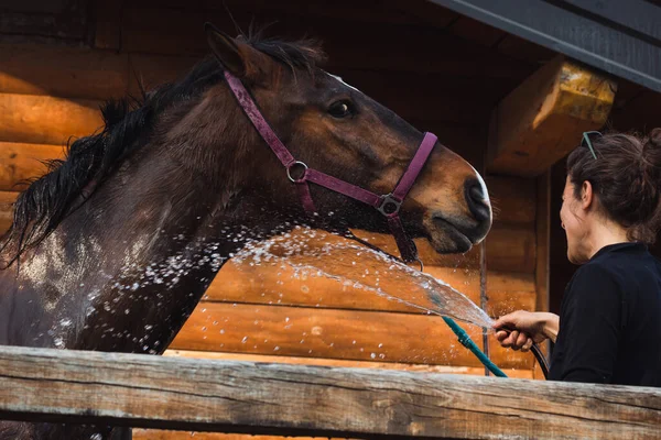 At yıkayan bir kadın ahırda hortumla su püskürtüyor, bakımlı ve ilgili. 