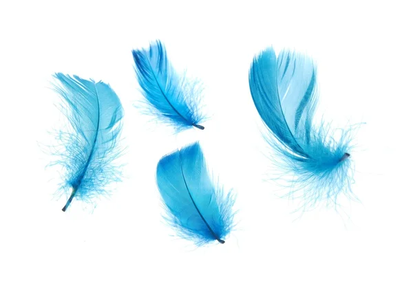 Feathers — Stock Photo, Image