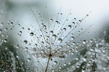 karahindiba tohumları