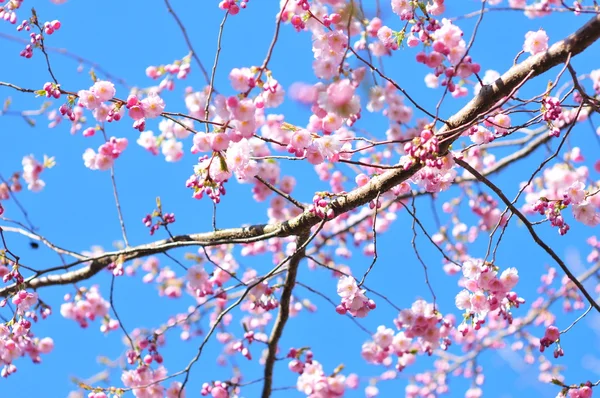 Sakura çiçek