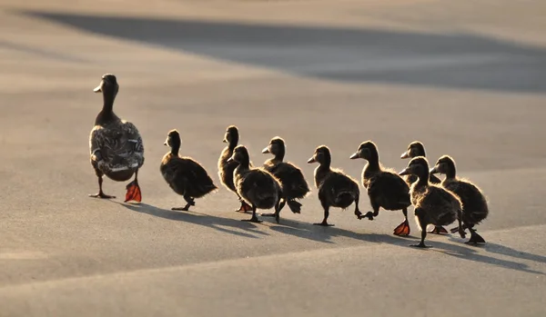 Enten — Stockfoto