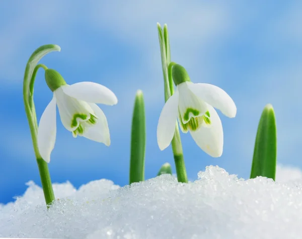 Snowdrops Φωτογραφία Αρχείου