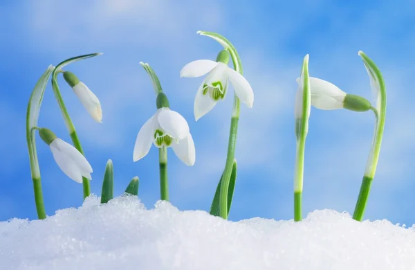 Schneeglöckchen Stockbild