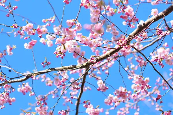 Sakura-Blüte Stockbild