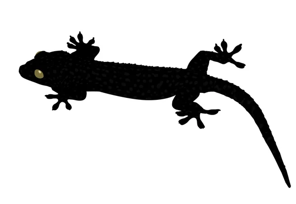 Gecko — Stock Vector