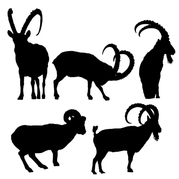 Ibex.