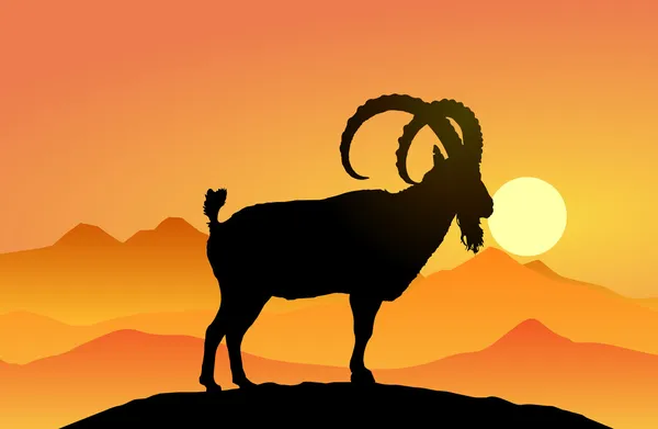 Ibex.