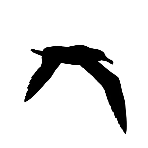 海鸥 — 图库矢量图片