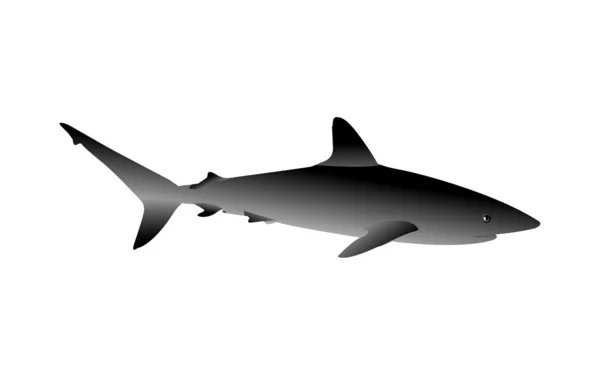 Большая белая акула — стоковый вектор
