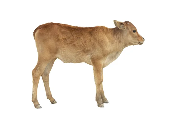 Youth Calf Standing White Background Isolated Clipping Path Brown Cow — Stockfoto